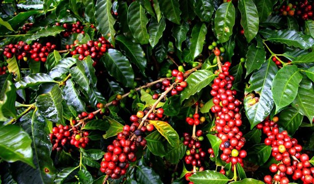 coffee image 3 coffee image 3