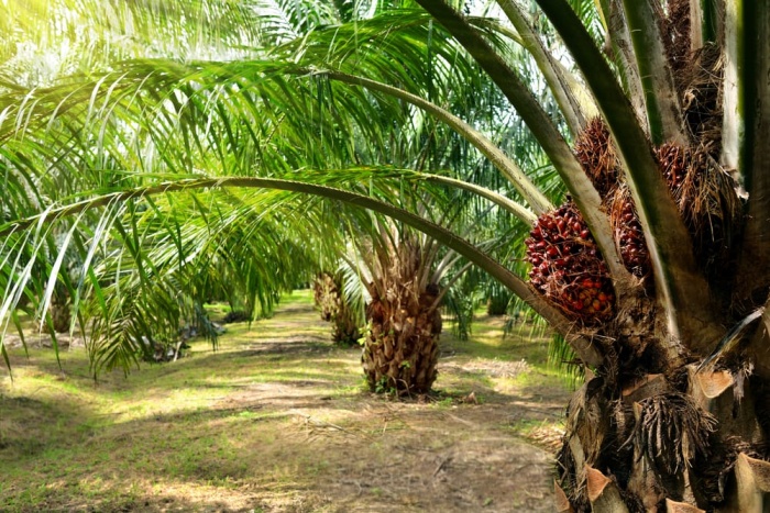 palm oil image 4